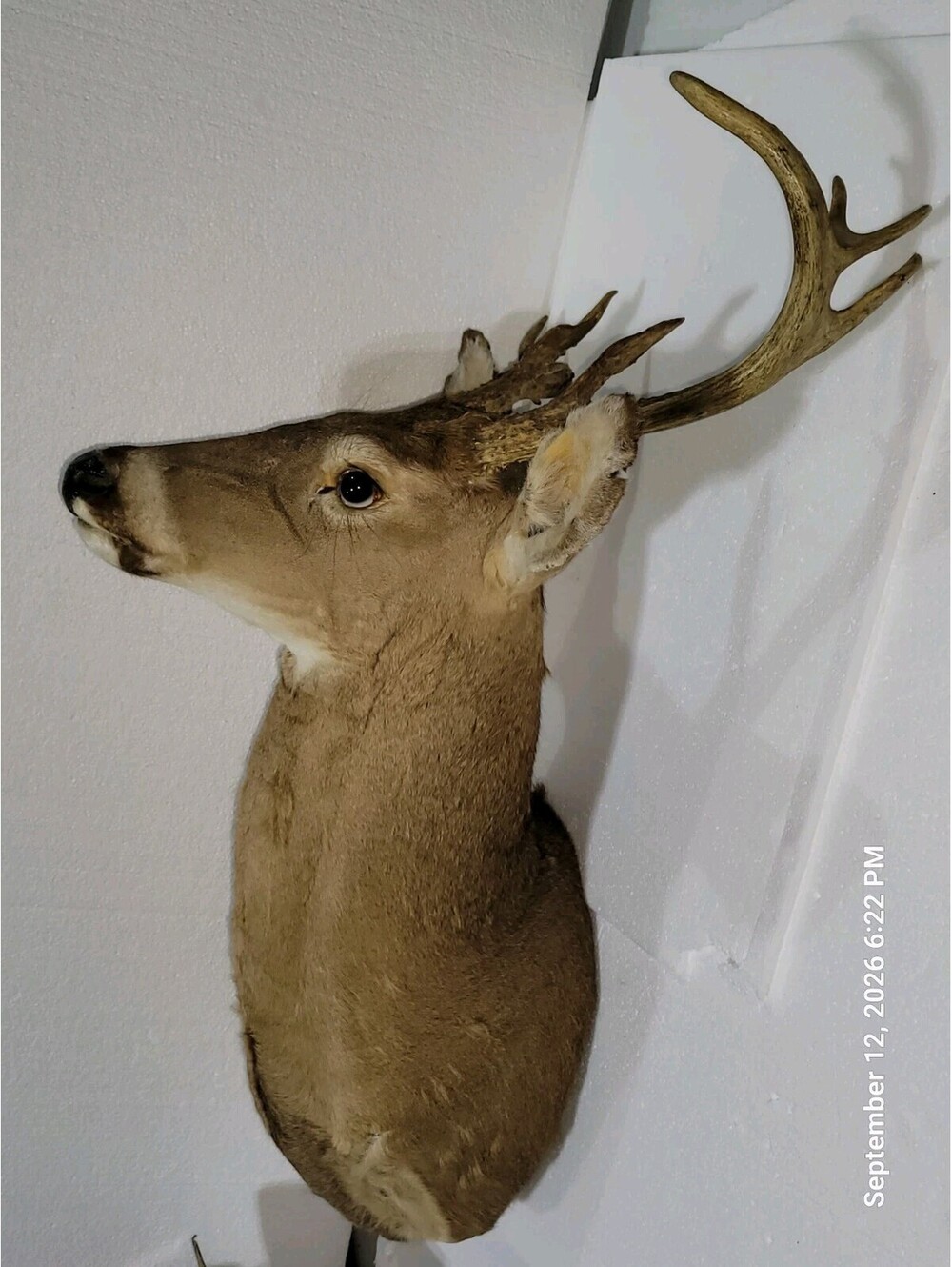Taxidermied Deer Head Mount 8 + Point Buck, Unusual Antlers - Rare
